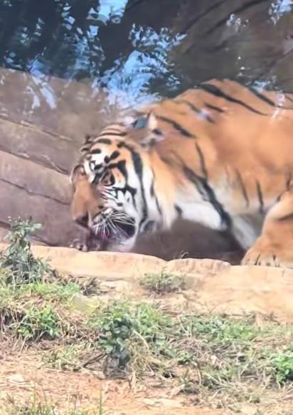 老虎吃动物视频,揭秘老虎捕食瞬间