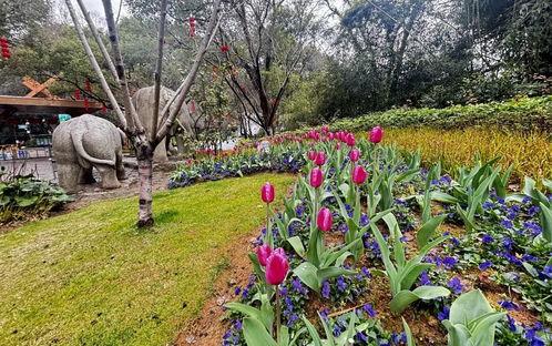 花展视频,缤纷色彩绘就春日画卷