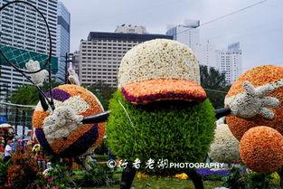 花展视频,缤纷色彩绘就春日画卷