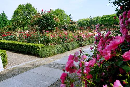 花展视频,缤纷色彩绘就春日画卷