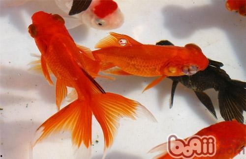 金鱼繁殖方法视频教程,视频教程带你轻松掌握繁殖技巧